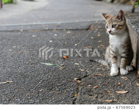 路上で座るキジトラの子猫 67569025