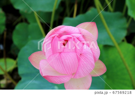 花 蓮 大賀ハス 風景 茨城 花 蓮 大賀ハス 風景 茨城 67569218