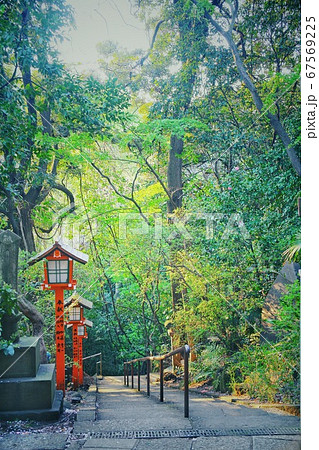 夏の等々力渓谷 67569225