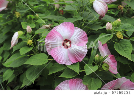 アメリカフヨウ アメリカ芙蓉 の花の写真素材