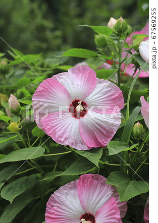 アメリカフヨウ（アメリカ芙蓉）の花 67569255