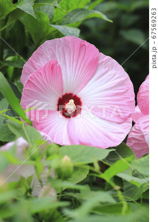アメリカフヨウ（アメリカ芙蓉）の花 67569263