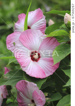 アメリカフヨウ アメリカ芙蓉 の花の写真素材