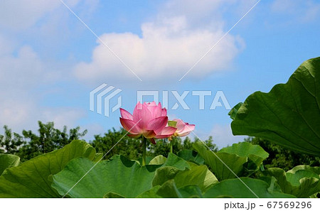 はす 古代ハス 癒し 和む 風景 茨城 はす 古代ハス 癒し 和む 風景 茨城 67569296