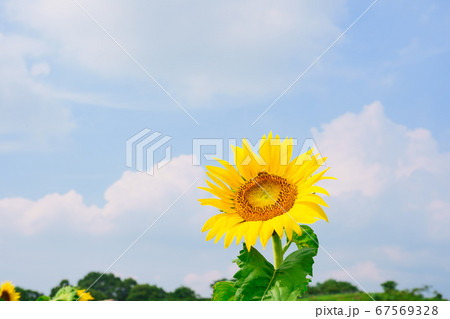 ヒマワリ 空の背景 ヒマワリ 空の背景 67569328