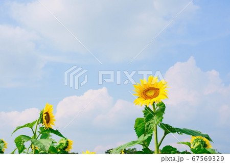 ヒマワリ 空の背景 ヒマワリ 空の背景 67569329