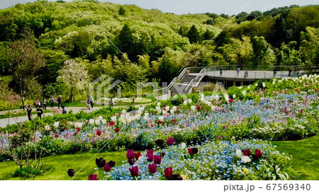 丘一面色とりどりのお花畑横浜里山ガーデンフェスタの写真素材