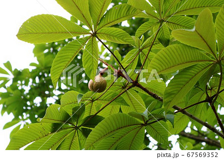 栃ノ木　栃の実　夏　風景　 67569352