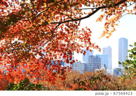 多摩川台公園 秋 紅葉 モミジアップ 東京都大田区 多摩川台公園 秋 紅葉 モミジアップ 東京都大田区 67569423