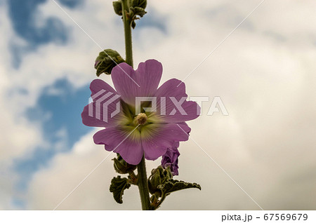 Hollyhocks in bloom Hollyhocks in bloom 67569679