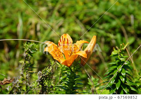 スカシユリ Lilium Maculatum Thunb. スカシユリ Lilium Maculatum Thunb. 67569852