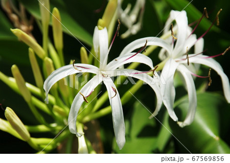 ハマユウ　Crinum Asiaticum 67569856