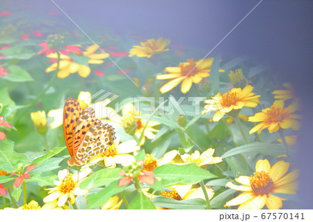 秋イメージ、黄色い花の中の黄色い蝶 67570141
