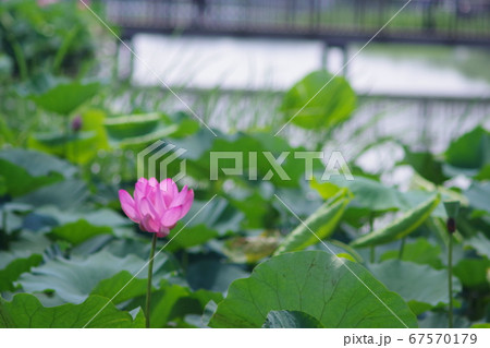 伊佐沼の古代蓮 67570179