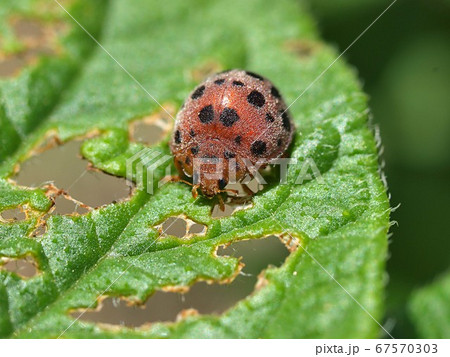 ジャガイモの葉を食害するニジュウヤホシテントウ ジャガイモの葉を食害するニジュウヤホシテントウ 67570303