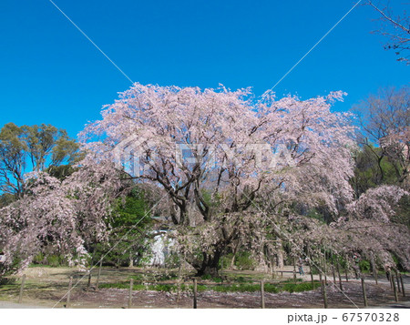 一本桜 - 六義園の枝垂桜 一本桜 - 六義園の枝垂桜 67570328