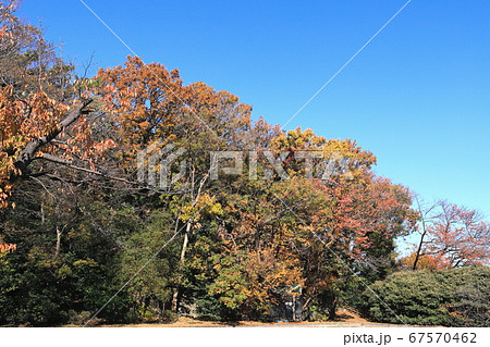 多摩川台公園 秋 紅葉 水生植物園 東京都大田区 多摩川台公園 秋 紅葉 水生植物園 東京都大田区 67570462