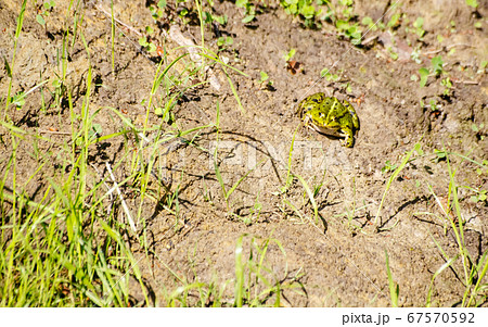 green frog basking in the sun sitting on the shore 67570592