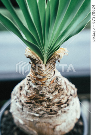 クローズアップ撮影されたケープバルブ 珍奇植物 クローズアップ撮影されたケープバルブ 珍奇植物 67570624