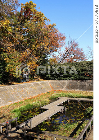 多摩川台公園　秋　紅葉　水生植物園　東京都大田区 67570633