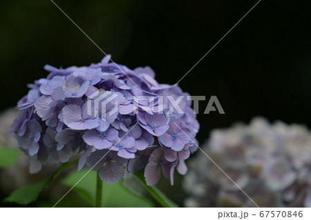 黒背景の紫の紫陽花の写真素材