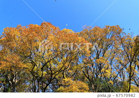 多摩川台公園 秋 紅葉 風に舞う木葉 東京都大田区 多摩川台公園 秋 紅葉 風に舞う木葉 東京都大田区 67570982