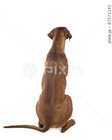 Rhodesian Ridgeback in studio Rhodesian Ridgeback in studio 67571141
