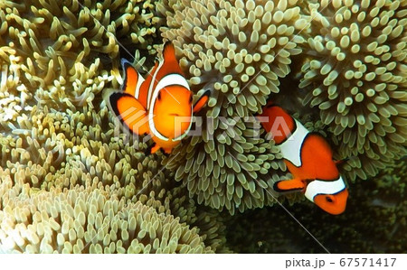 クマノミとイソギンチャク クマノミとイソギンチャク 67571417