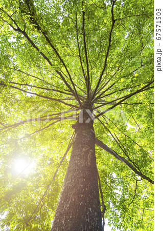 Green concept. Top tree with green Leaves shot Green concept. Top tree with green Leaves shot 67571503