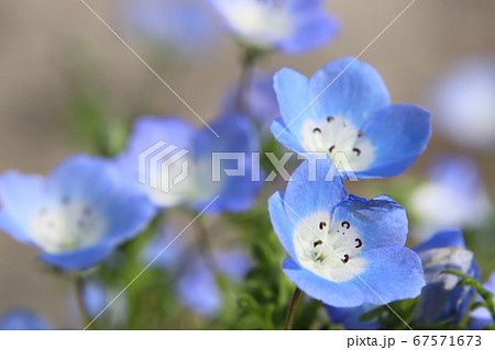綺麗に咲くネモフィラの花 綺麗に咲くネモフィラの花 67571673