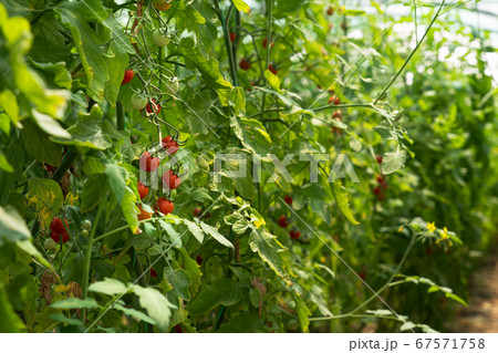 Greenhouse with cherry tomatoes Greenhouse with cherry tomatoes 67571758