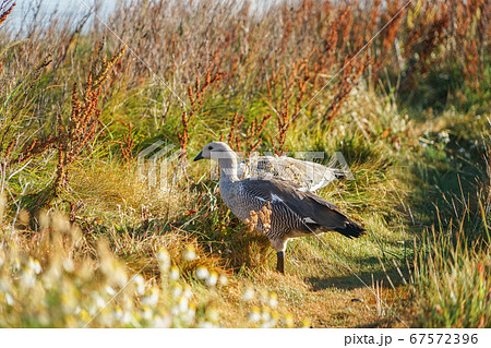 マゼランガン 67572396