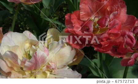 薔薇開花彩を競う様に大輪の薔薇 薔薇開花彩を競う様に大輪の薔薇 67572715