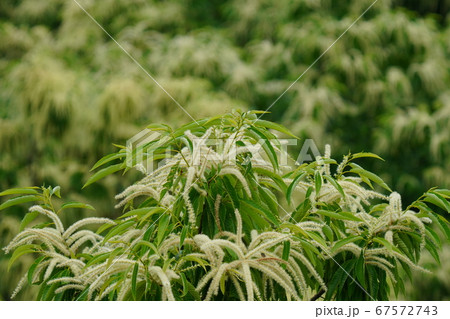 栗の花が満開で甘い香りが漂う 栗の花が満開で甘い香りが漂う 67572743
