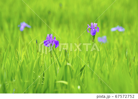 緑の草原に咲くカキツバタ 67572752