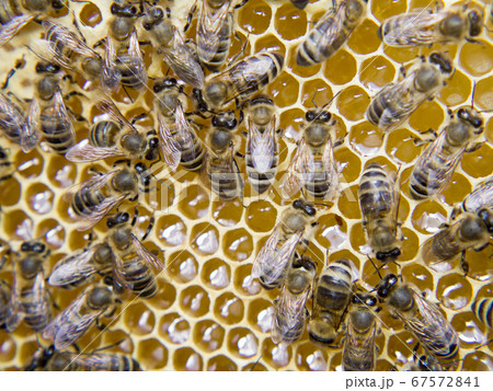 Busy Bees, Close Up View Of The Working Bees On 67572841