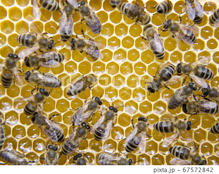Busy Bees, Close Up View Of The Working Bees On 67572842