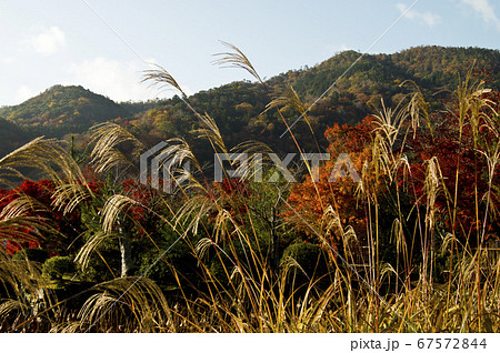 ススキと紅葉の風景。 ススキと紅葉の風景。 67572844