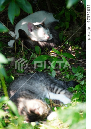 梅雨の晴れ間に遊び疲れてウトウトする野良猫の子猫 67572855