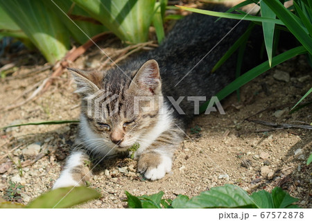 梅雨の晴れ間に遊び疲れてウトウトする野良猫の子猫 67572878