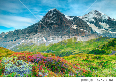 Beautiful alpine flowers and high snowy mountains near Grindelwald, Switzerland 67573108