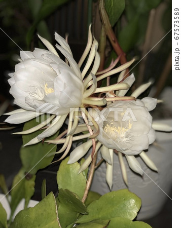 一晩だけ咲く月下美人二輪 67573589