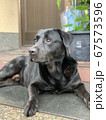 散歩帰りの愛犬 67573596