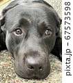 疲れた表情のラブラドール 67573598