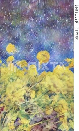 菜の花 67573646