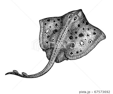 Stingray. Ink sketch of seafood. Hand drawn vector illustration isolated on white background. Retro style. 67573692