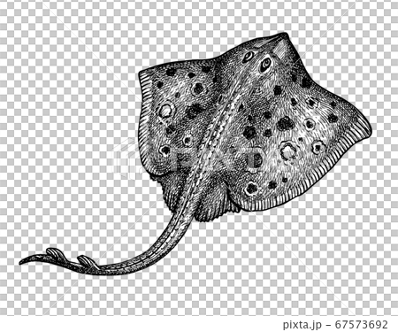 Stingray. Ink sketch of seafood. Hand drawn vector illustration isolated on white background. Retro style. 67573692