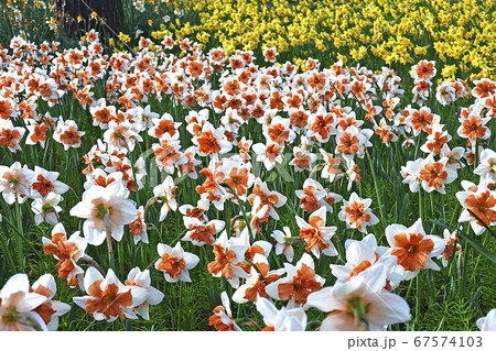 ひたち海浜公園のブラッシングレディ 67574103
