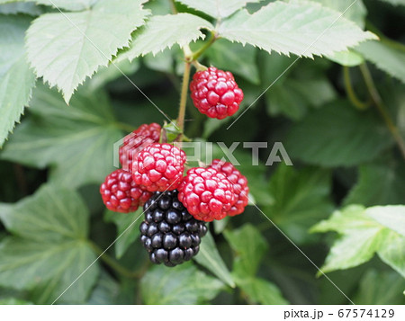 ブラックベリー 67574129