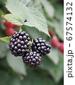 ブラックベリー 67574132